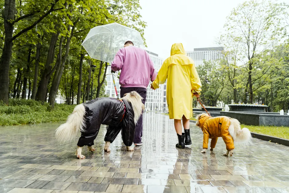 dog raincoat