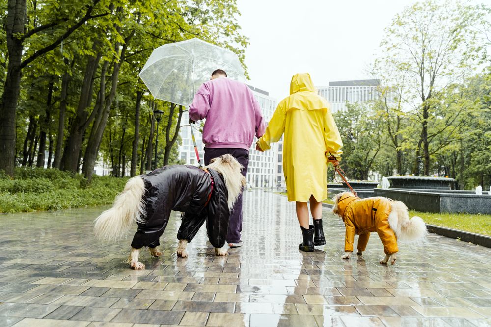 Dos perros con ropa de lluvia paseando con sus dueños un día lluvioso