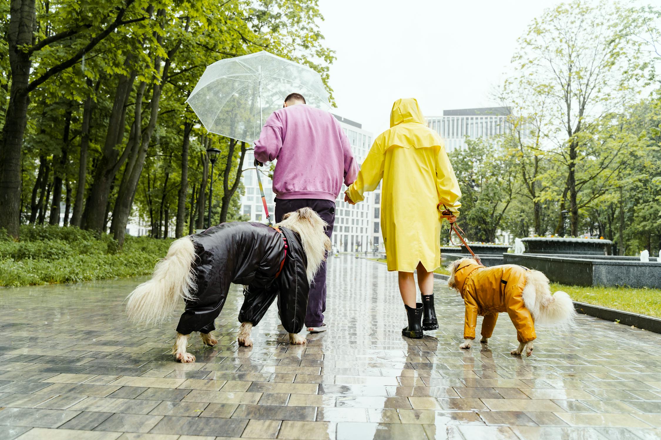 a family walking in the rain with two  dogs and all wearing raincoats