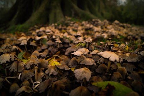 Brown Mushroom Field Near Tree