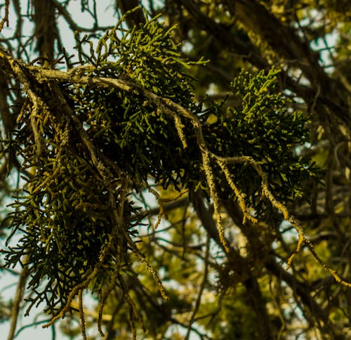 Foto profissional grátis de árvore, dia, ecológico