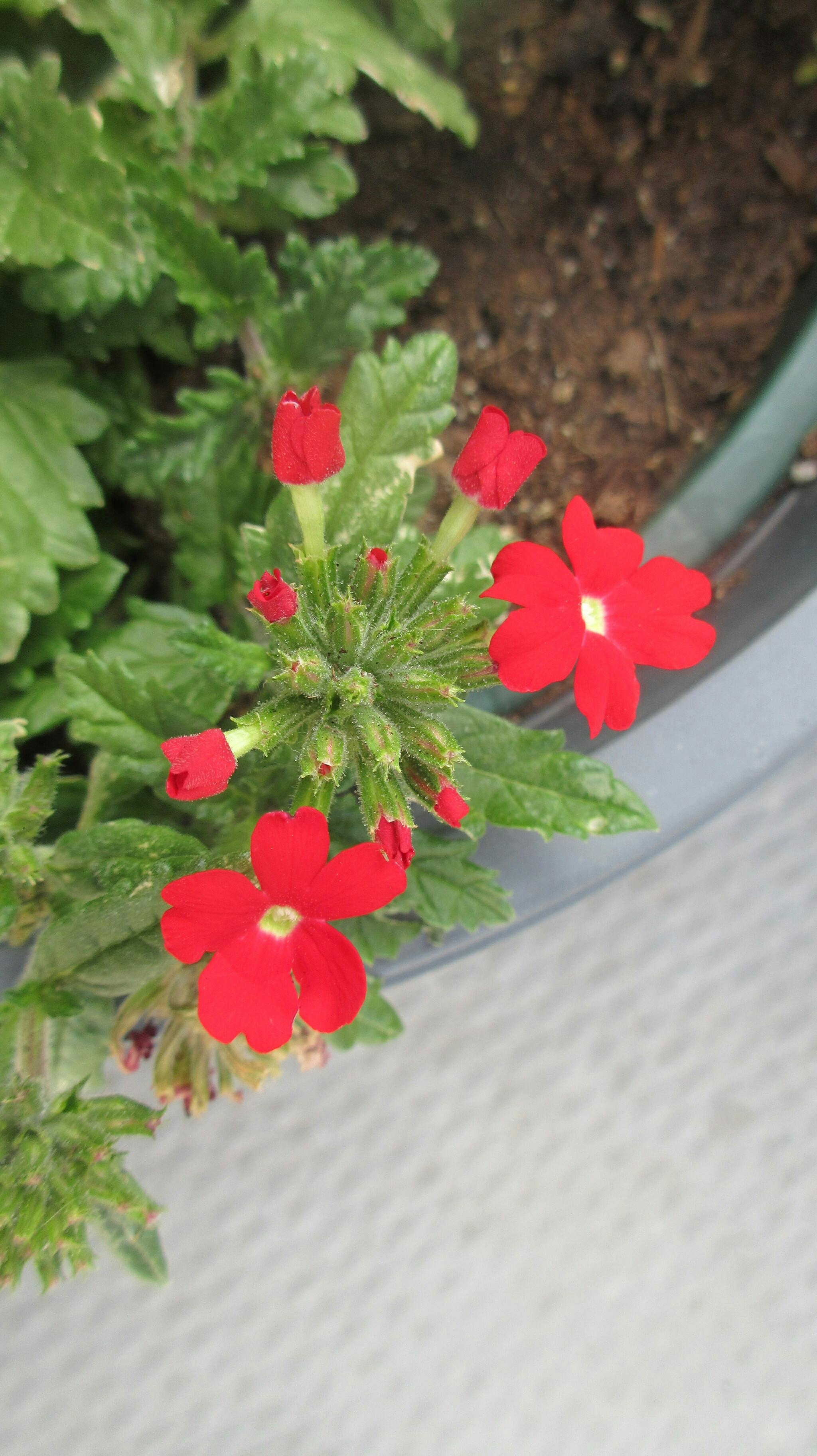 School Uniforms - Complete Sets