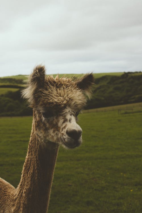 Alpaca on Green Grass Field