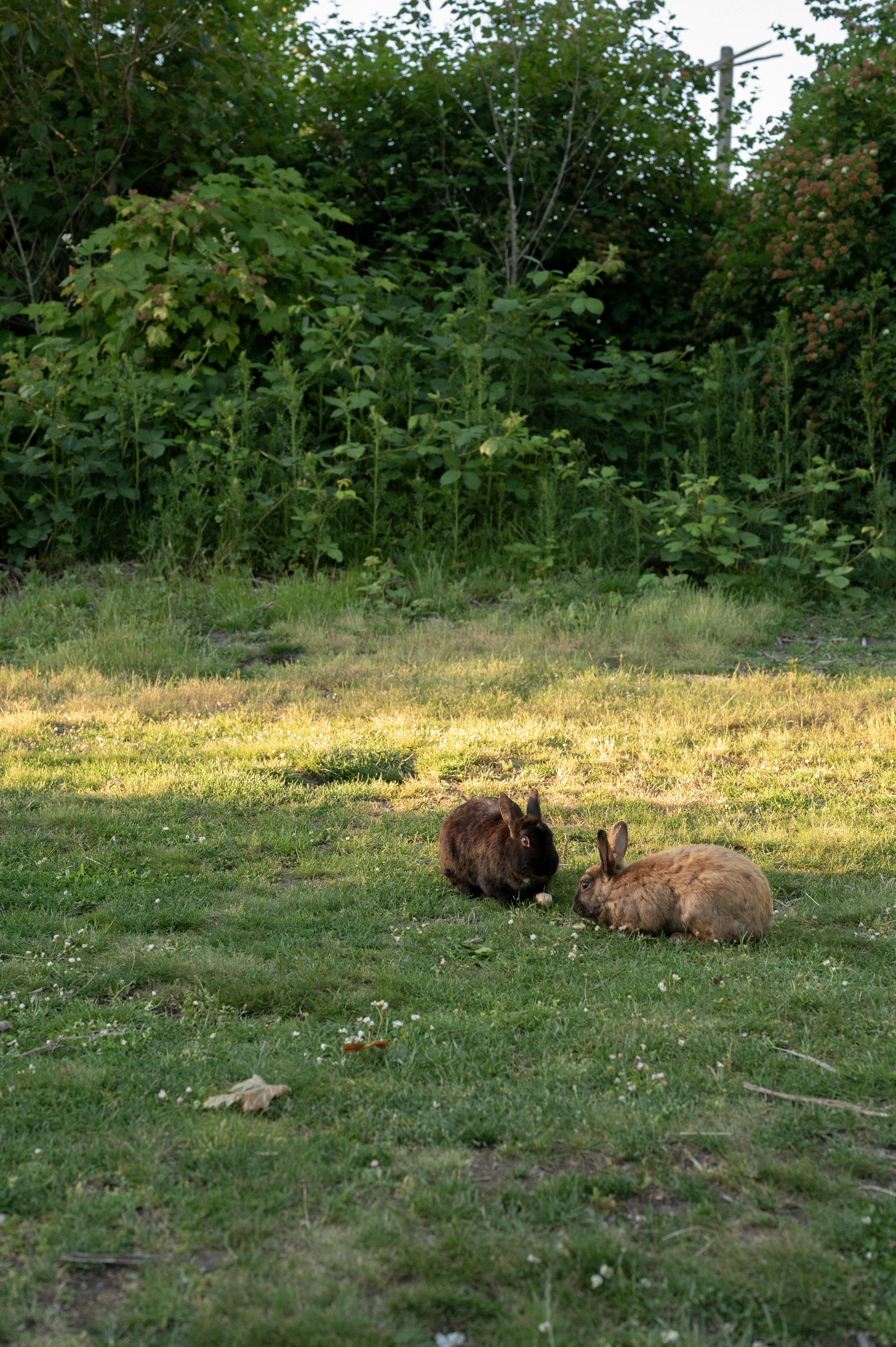 Two rabbits relaxing and grazing in a lush green meadow under sunlight.