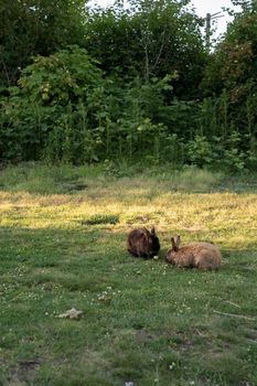 rabbit photo