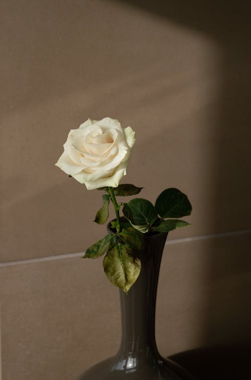 Beautiful White Rose in a Vase