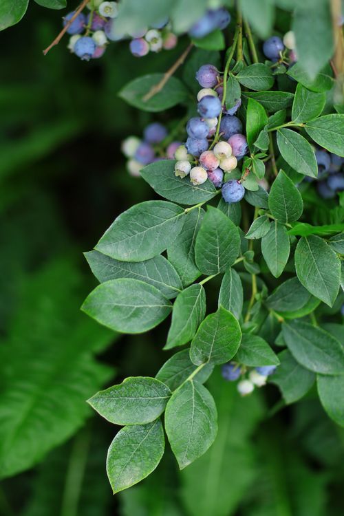 Free Close-up shot of ripe blueberries on the plant with green leaves, showcasing nature's vibrancy. Stock Photo