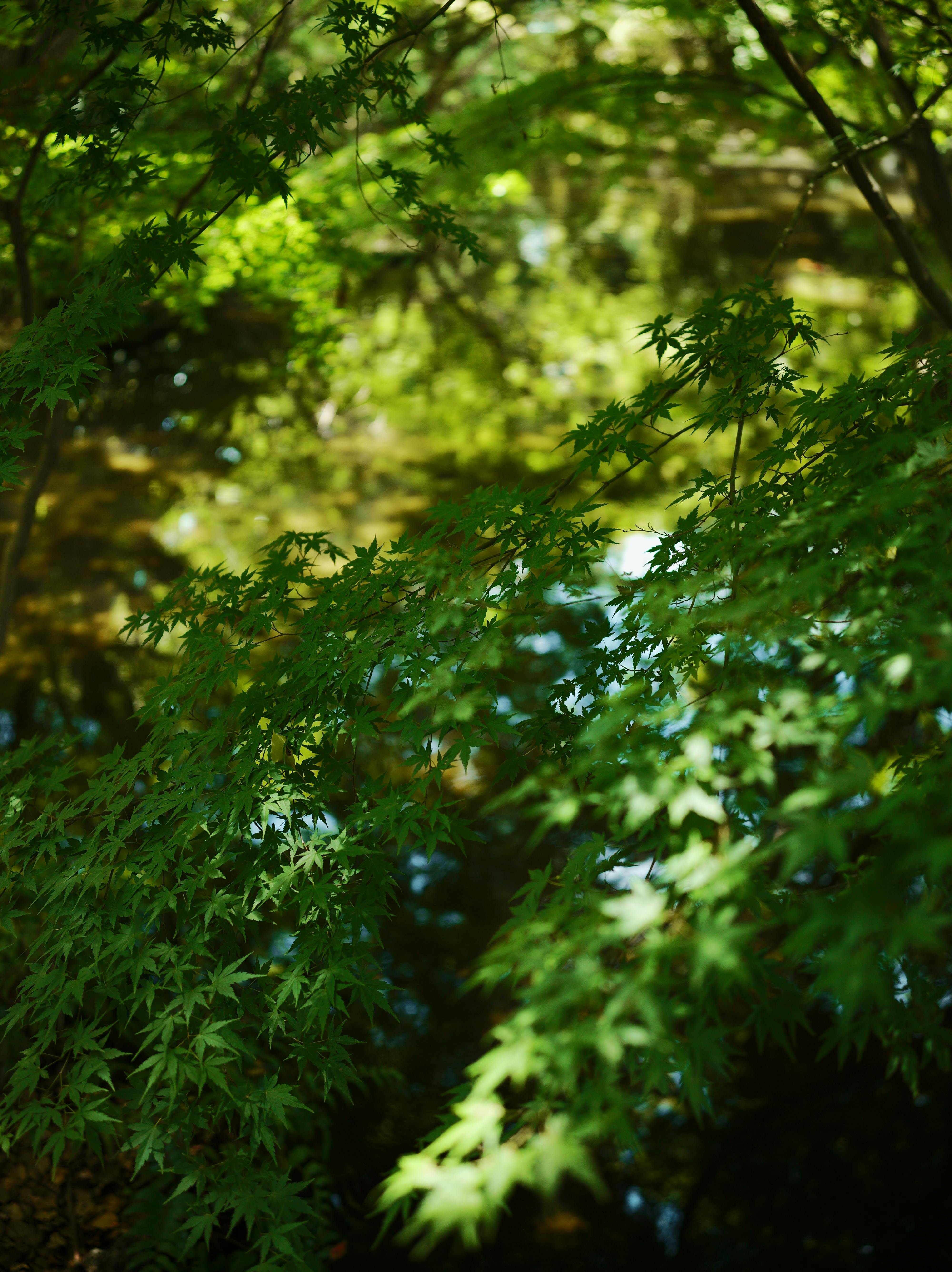 Red Maple Leaves · Free Stock Photo