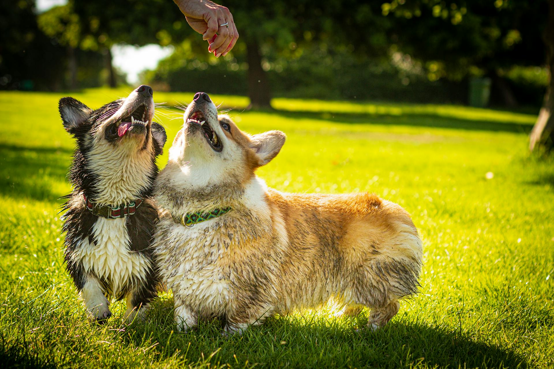 Adorable Corgi Dogs Looking at the Person's Hand