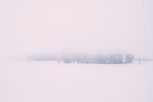 бесплатная Бесплатное стоковое фото с деревья, зима, метель Стоковое фото