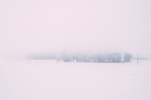 Peaceful winter scene with fog enveloping snow-covered trees, creating a tranquil atmosphere.