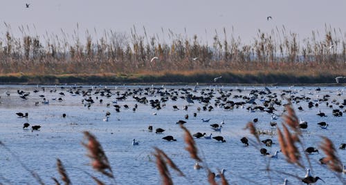 Foto profissional grátis de delta del ebre