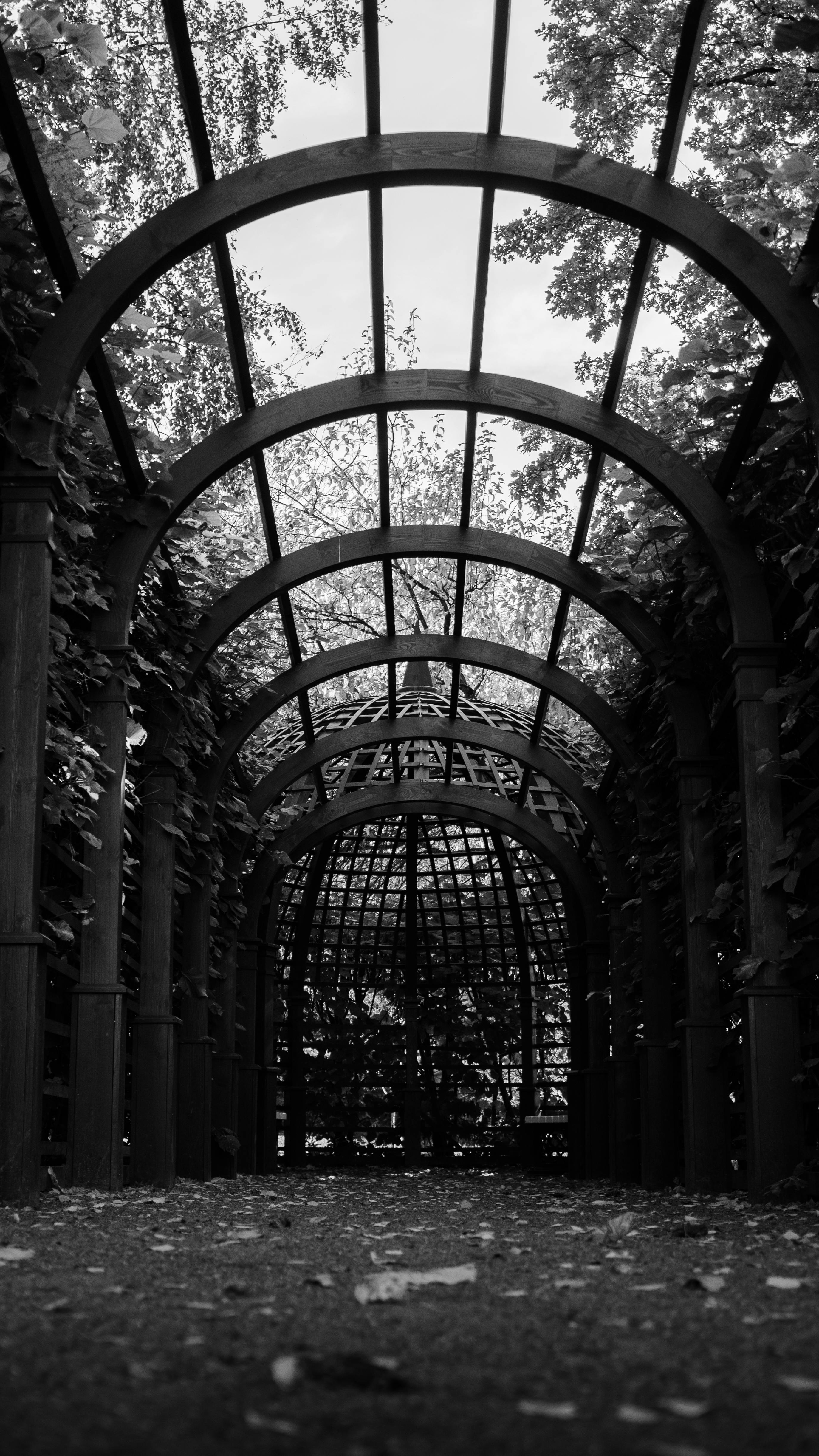 Black and white tunnel with metal arches surrounded by foliage creating an abstract visual.