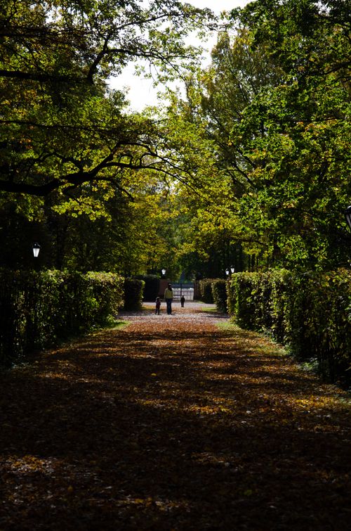 Free A tranquil scene of people enjoying an autumn stroll on a leaf-covered path surrounded by golden trees. Stock Photo