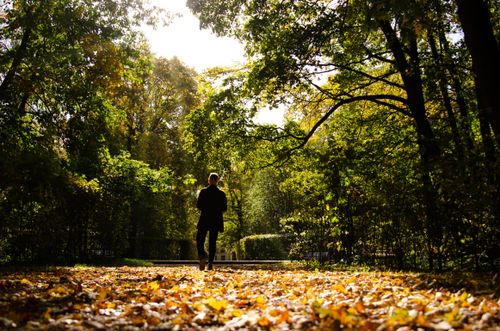 Free Man walking through a sunlit forest path covered with fall leaves, creating a tranquil autumn atmosphere. Stock Photo