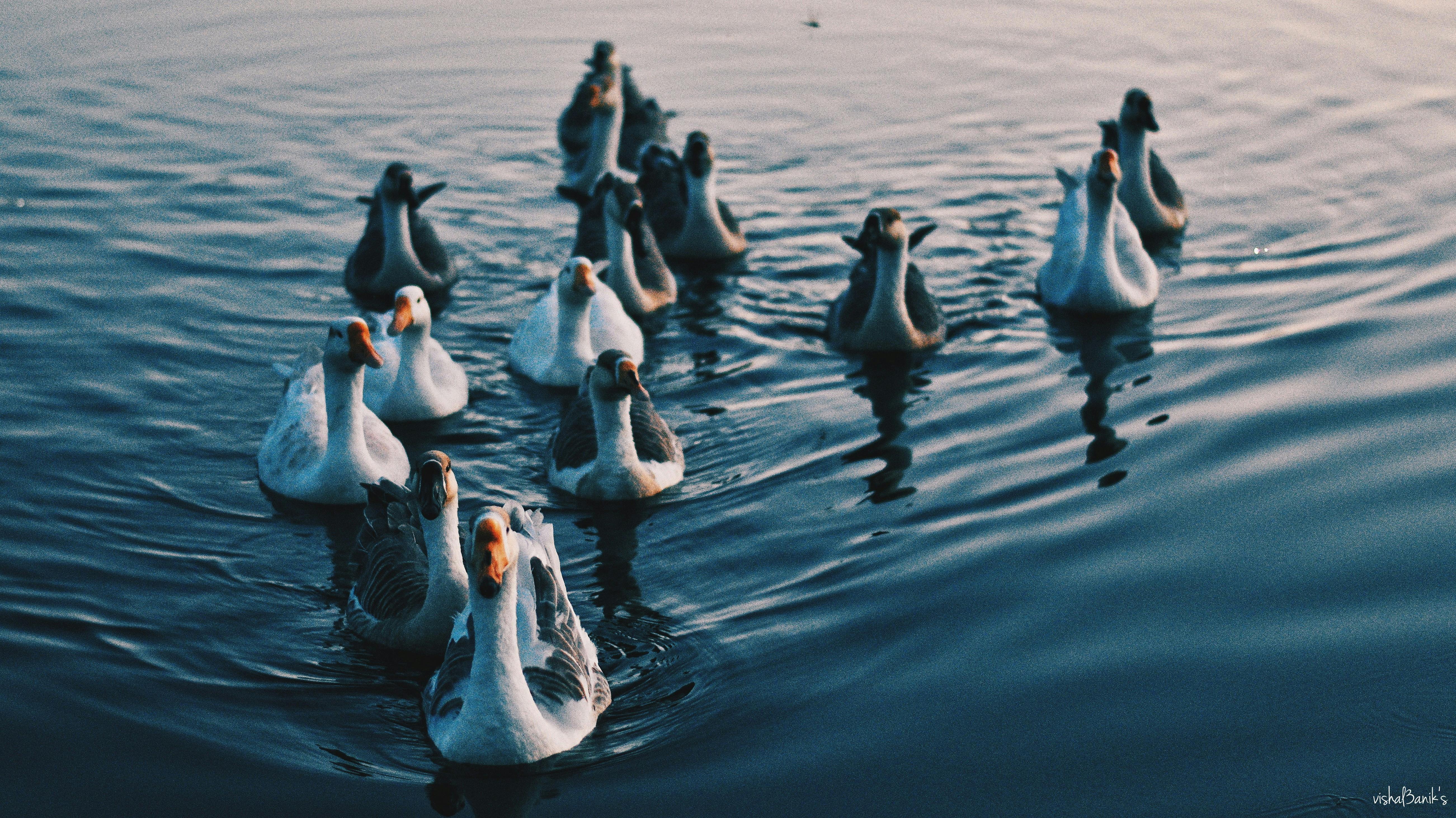 Free stock photo of bath ducks, blue water, mother nature