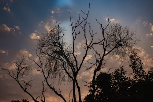 Бесплатное стоковое фото с streetphotography, бамбуковые деревья, верхушка дерева