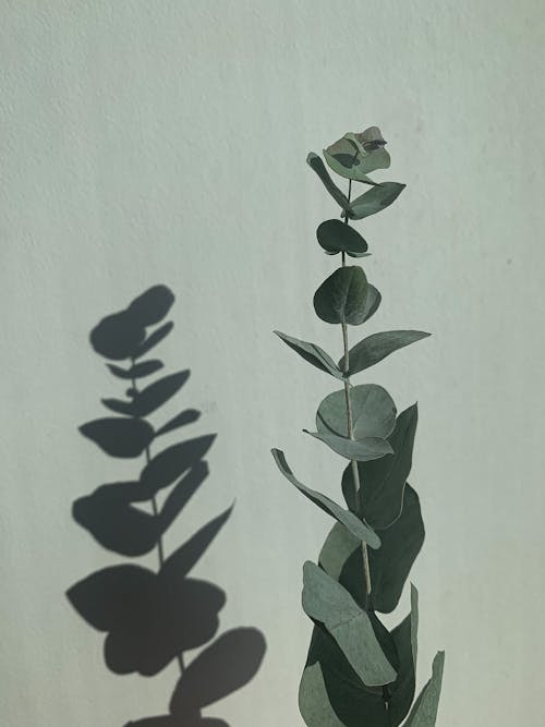 Shadow of Eucalyptus Leaves on Wall