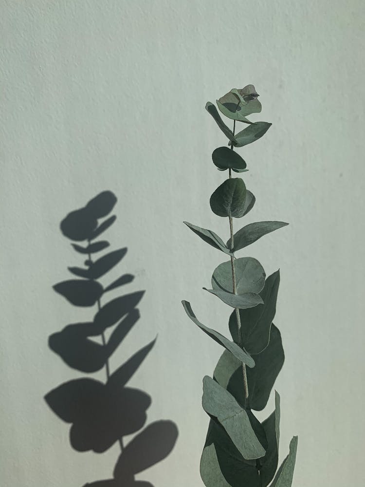 Shadow Of Eucalyptus Leaves On Wall