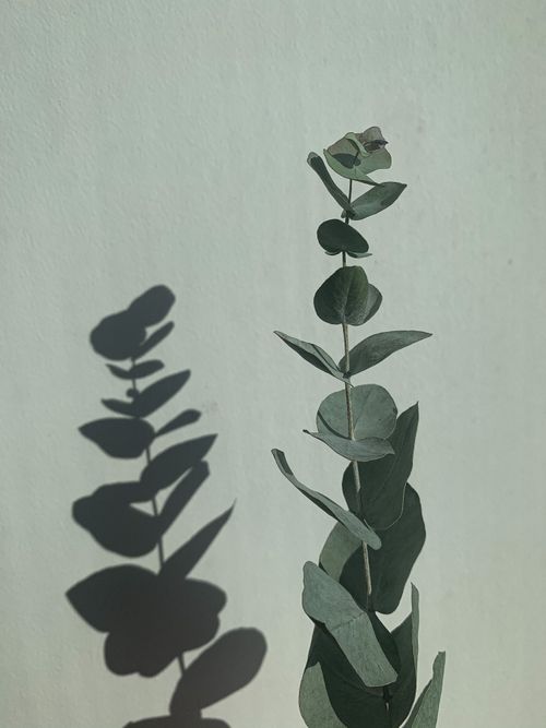 Free Close-up of eucalyptus leaves casting a shadow on a light green wall, highlighting minimalism. Stock Photo
