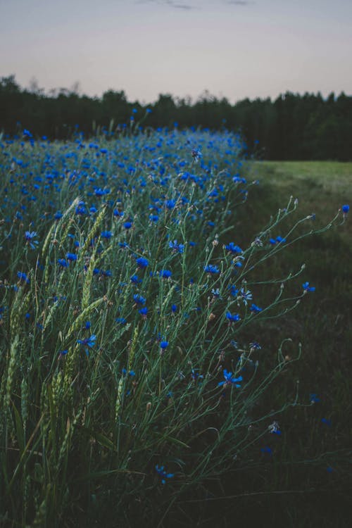 Piante Verdi Floreali Blu Sotto Il Giorno Nuvoloso