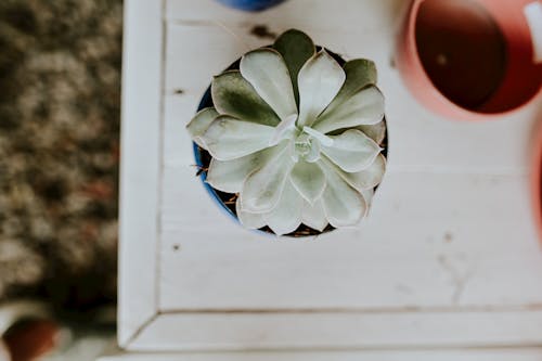 Close-Up Shot of a Succulent Plant