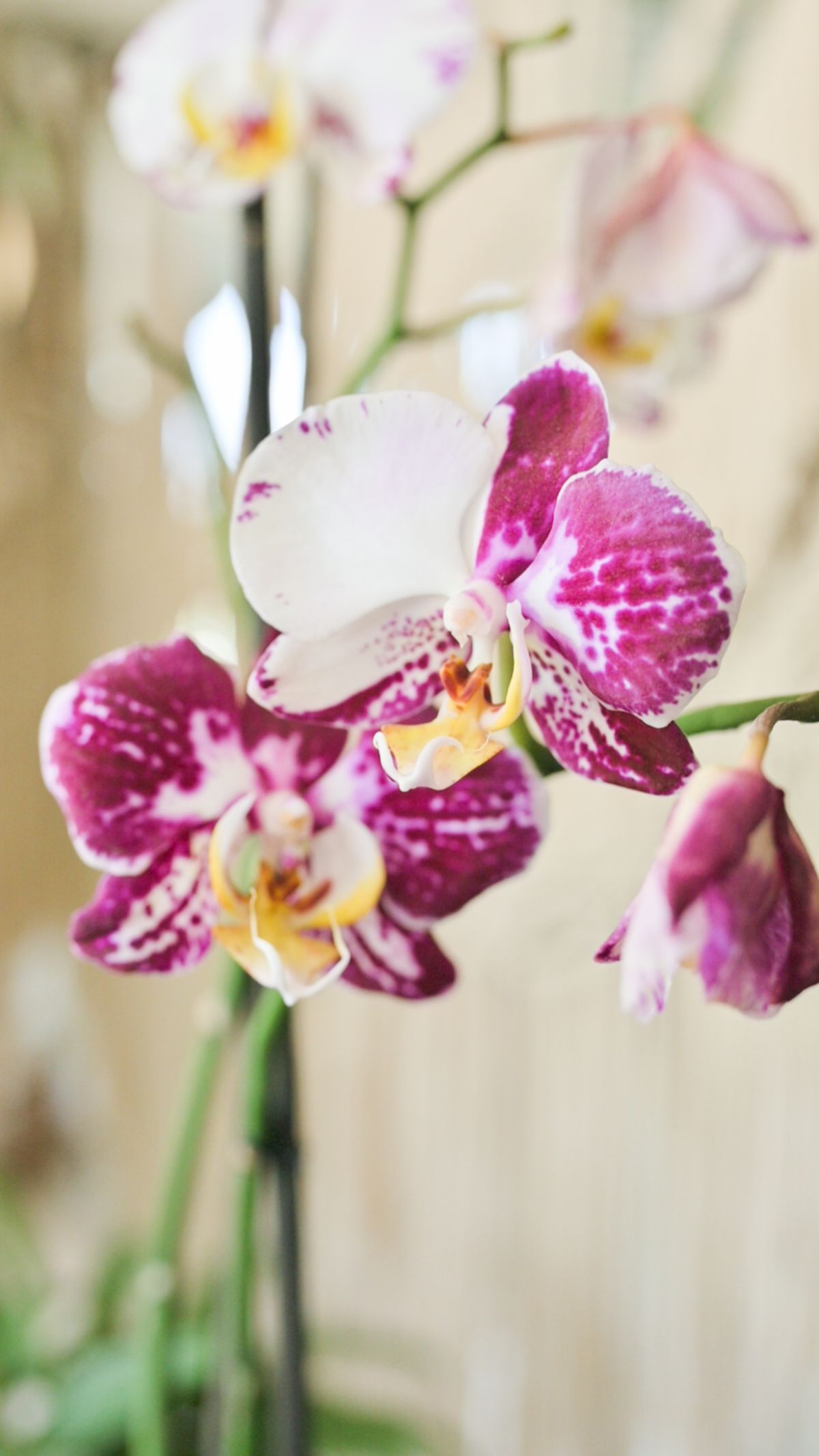A Phalaenopsis moth orchid flowering in bright indirect light near a window