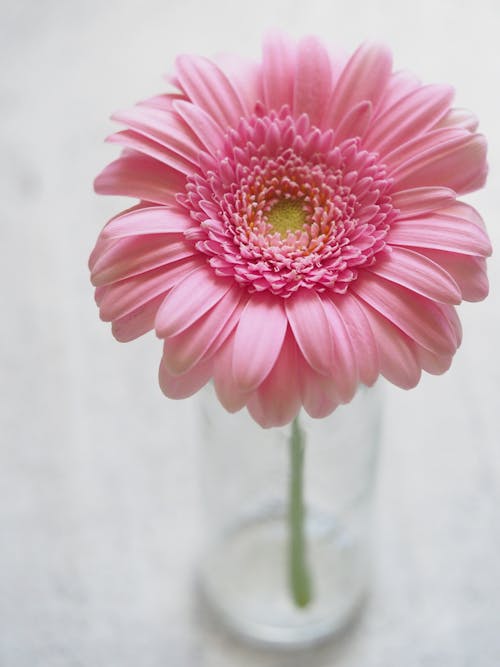 Yakın çekim Fotoğrafında Pembe Gerbera çiçeği