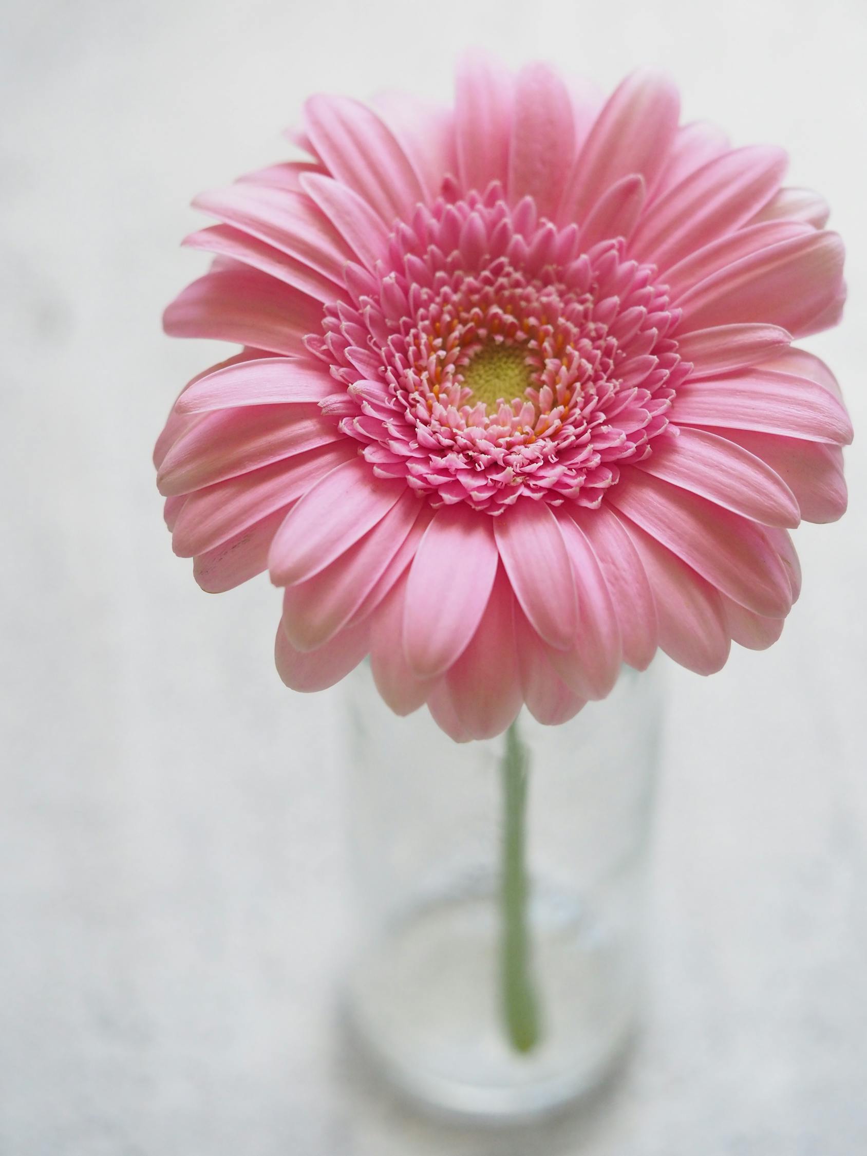 クローズアップ写真のピンクのガーベラの花
