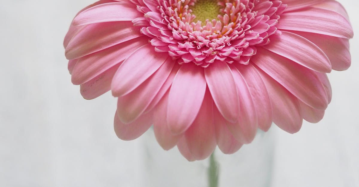 Pink Gerbera Flower in Closeup Photography