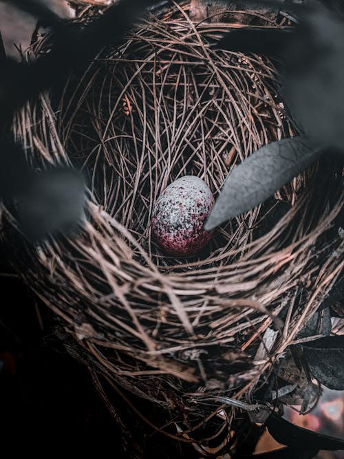 Close-Up Shot of a Quail Egg in the Nest