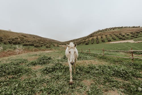 Fotobanka s bezplatnými fotkami na tému biely kôň, cicavec, dedinský