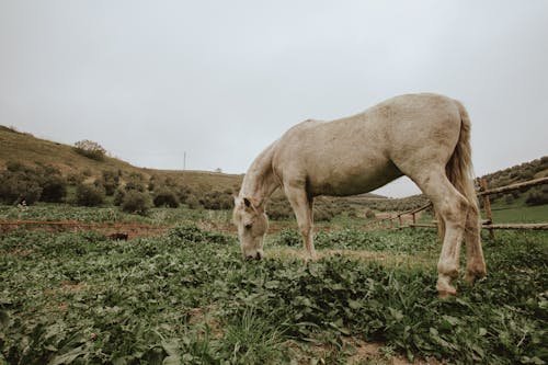 Безкоштовне стокове фото на тему «білий кінь, випас, домашня тварина» стокове фото