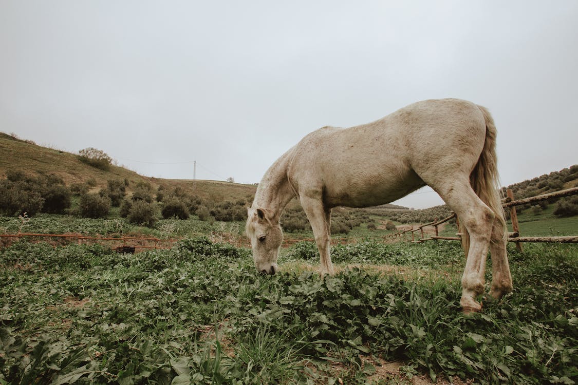 Yeşil çim Sahada Otlatma Beyaz At Fotoğrafı.