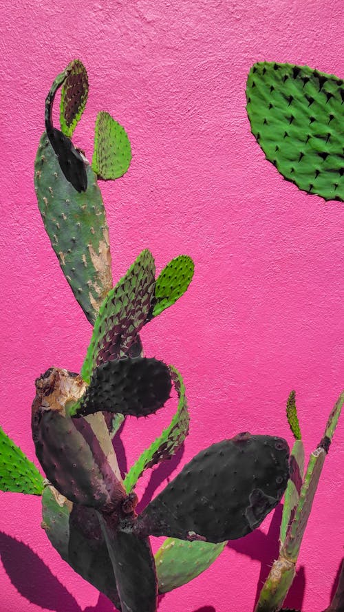 Foto stok gratis berwarna merah muda, bunga kaktus, california