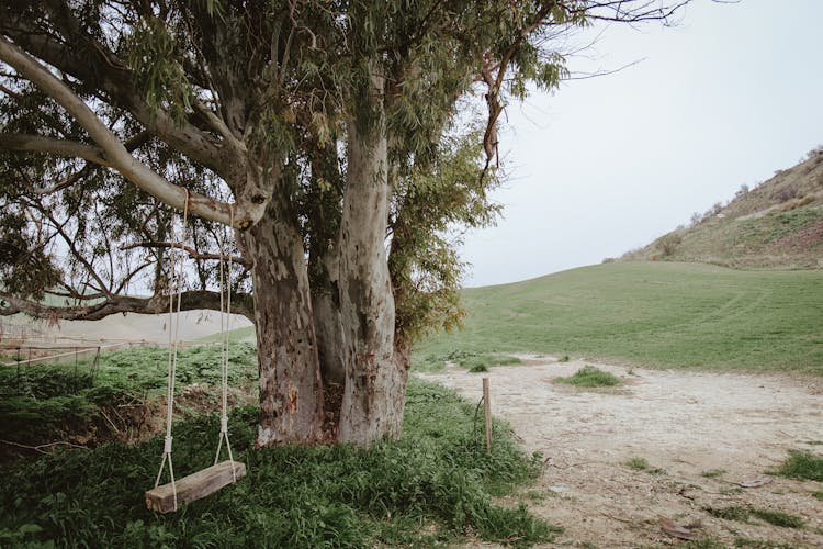 Empty Swing 