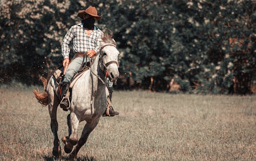 Ilmainen kuvapankkikuva tunnisteilla ajaminen, cowboy, eläin