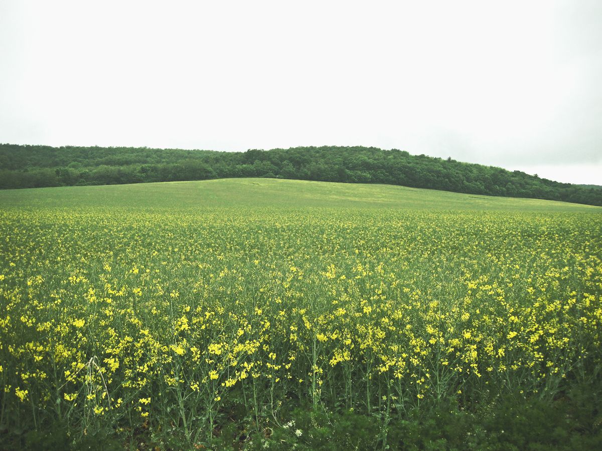 Wide open rapeseed fields in flower stretching to the horizon — the defining landscape of Skåne and southern Sweden in May