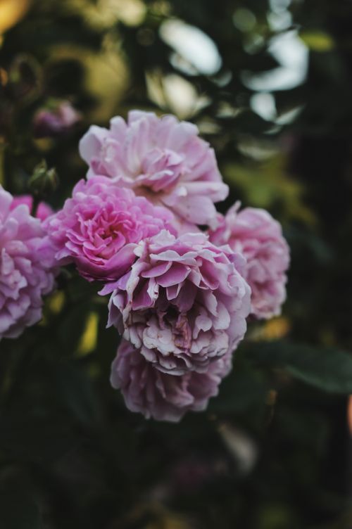 Free Fragrant pink roses growing on branches of shrub with green leaves in garden Stock Photo