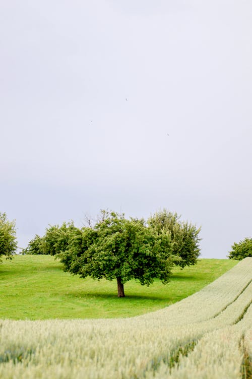 Foto d'estoc gratuïta de a l'aire lliure, arbres, camps d'herba