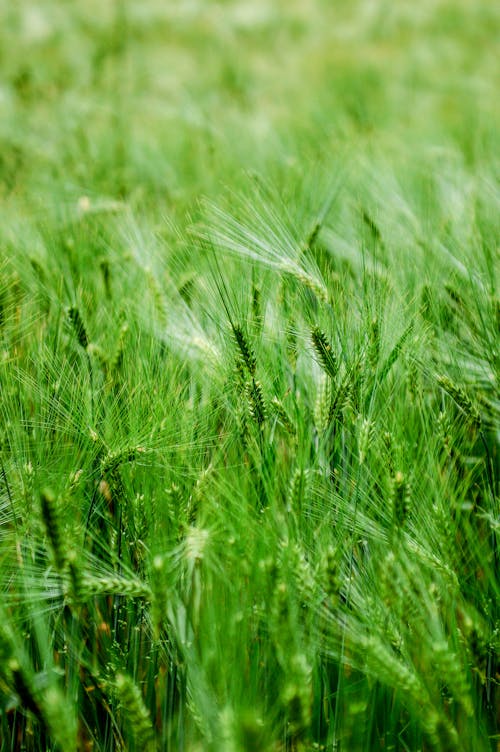 Close-Up Photo of Young Green Wheat Plants