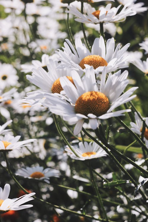 Immagine gratuita di abbondanza, ambiente, bianco