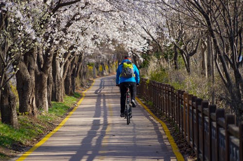 Back View of a Person Riding a Bike near the White Cherry Blossom Trees