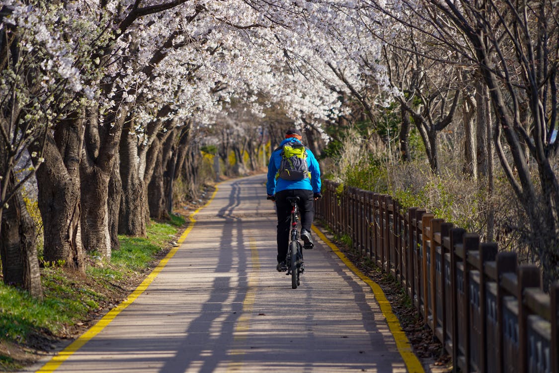 Free Back View of a Person Riding a Bike near the White Cherry Blossom Trees Stock Photo