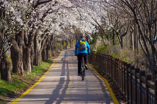 Free Back view of a cyclist riding through a cherry blossom-lined path in spring. Stock Photo