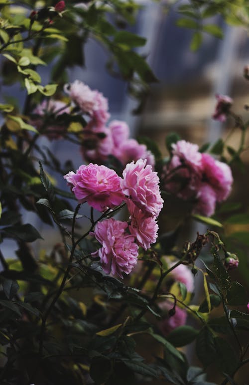 Blooming roses growing on bush