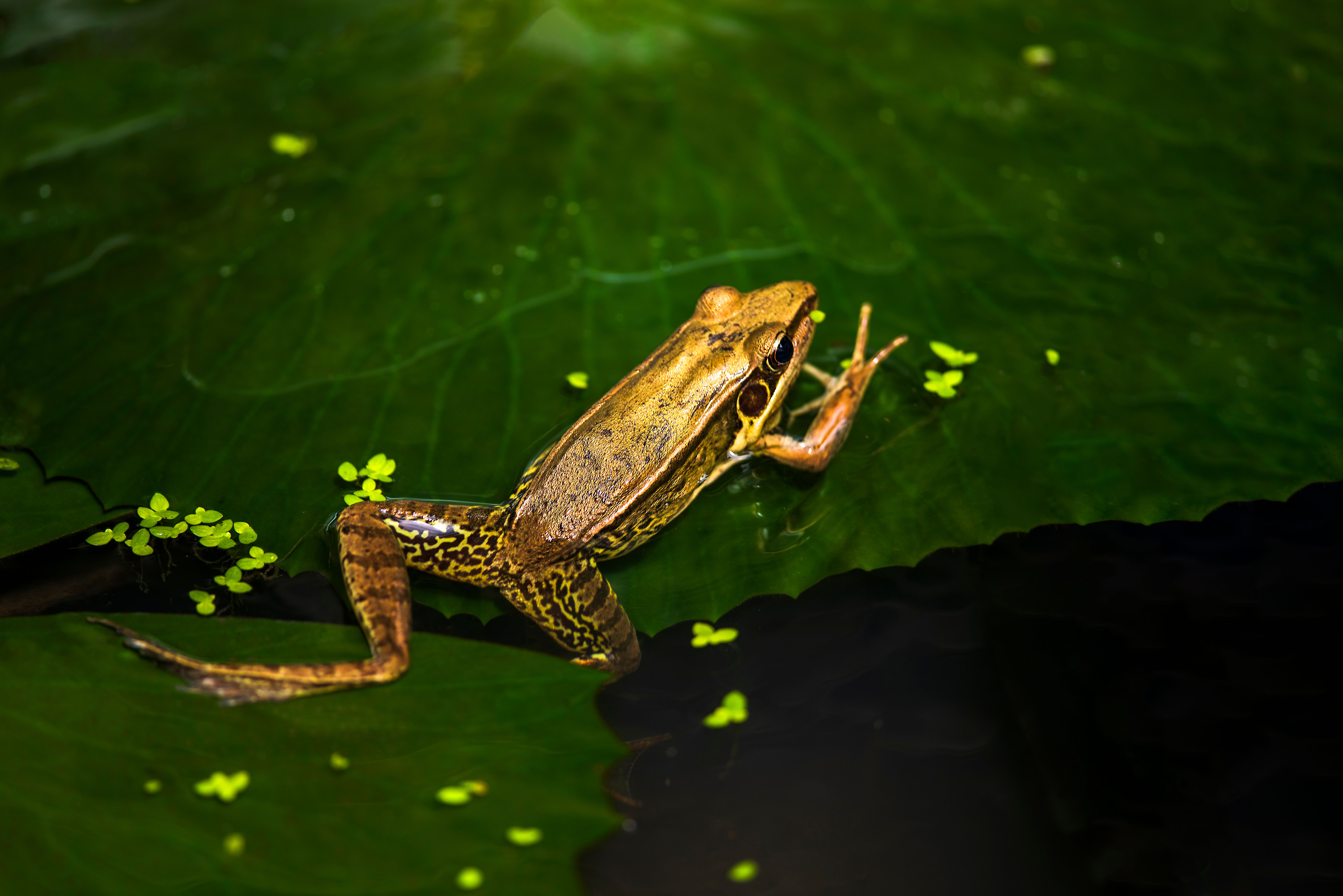 frogs secrete onto their