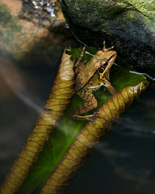 Free A Sylvirana Guentheri Frog on Green Leaf  Stock Photo