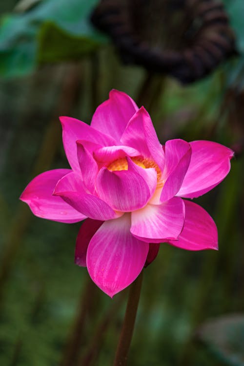 Close-Up Photo of a Blooming Pink Water Lily