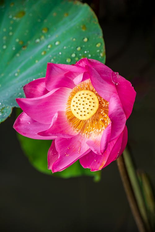 Free Close-Up Photo of a Blooming Pink Water Lily Stock Photo